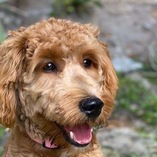 An apricot goldendoodle with its mouth open