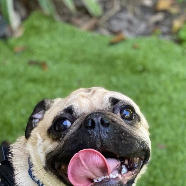 A pug on the grass with its tongue out