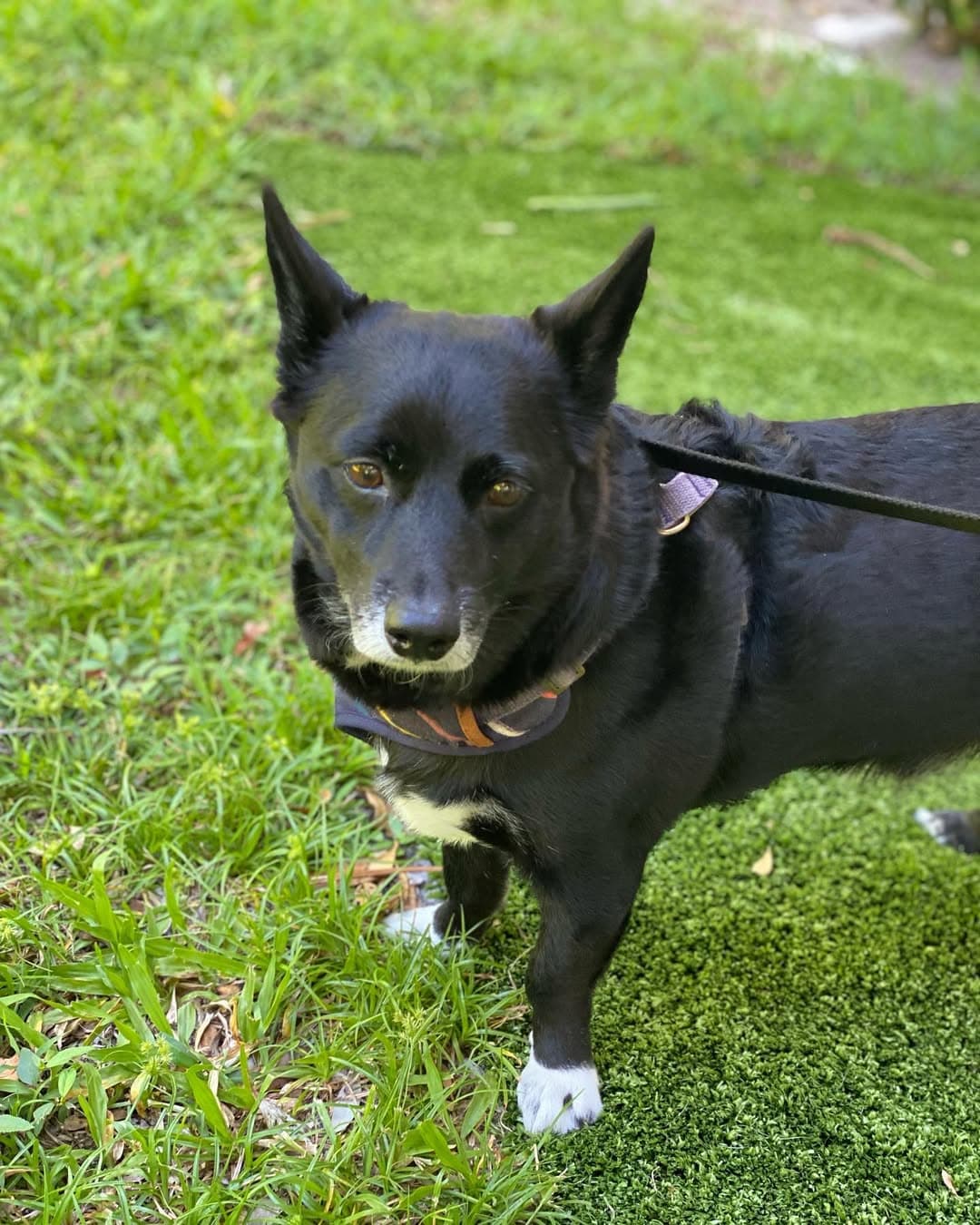 A black dog with pointed ears standing in the grass
