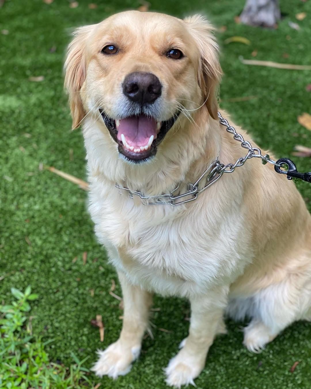 A golden retriever sitting on the grass with its mouth open