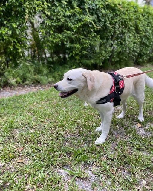 A yellow labrador in a red harness walking through the grass