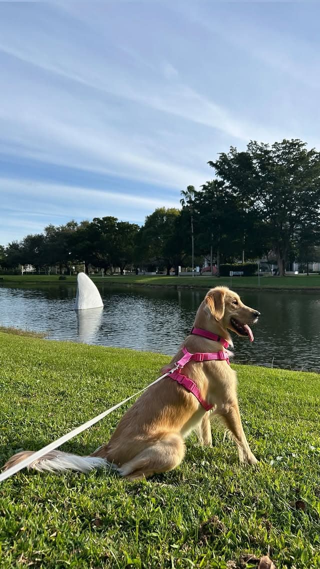 A golden retriever in a pink harness sitting beside a Boca Raton lake